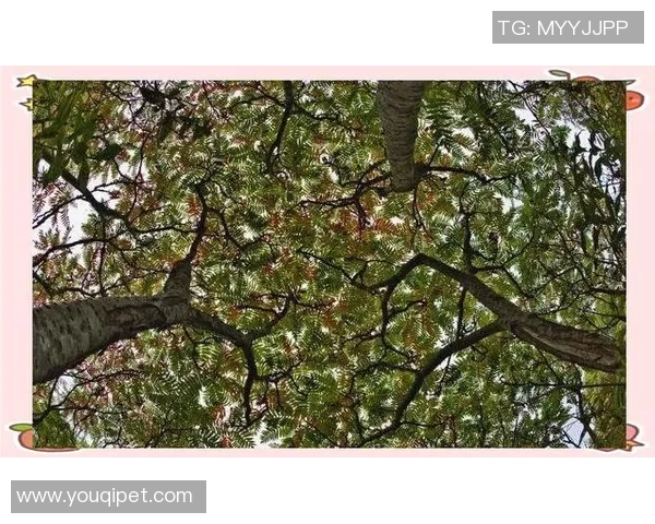 深入分析杭州排球队的进攻战术与策略演变之路